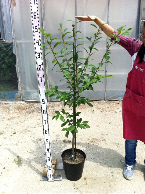 楽天市場 スタンレイ プルーン 3年生接木大苗 大型宅配便 沖縄 離島不可 予約販売9 10月頃入荷予定 苗木部 ｂｙ 花ひろばオンライン