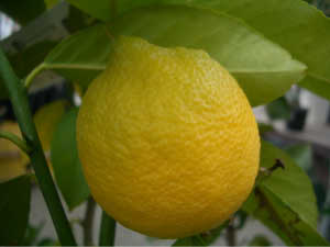 トゲなしレモンの新境地 四季なりでトゲが小さいれもん トゲなし レモンの木 レモンの木 トゲなし 選抜大実 アレンユーレカ 3年生接木大苗 予約販売9 10月頃入荷予定 果物の苗物 苗木部 ｂｙ 花ひろばオンライン