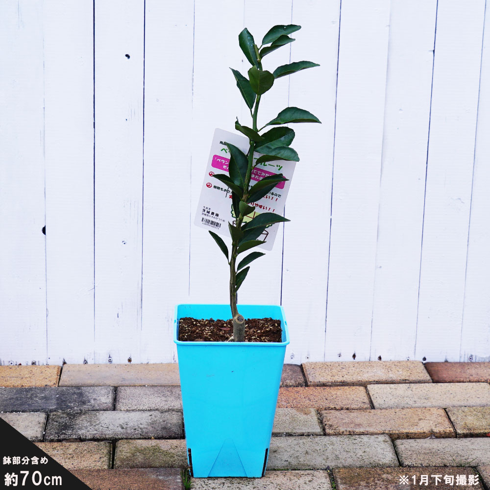 楽天市場 Ydグレープフルーツ マーシュ 1年生 接ぎ木 苗木 苗木部 ｂｙ 花ひろばオンライン