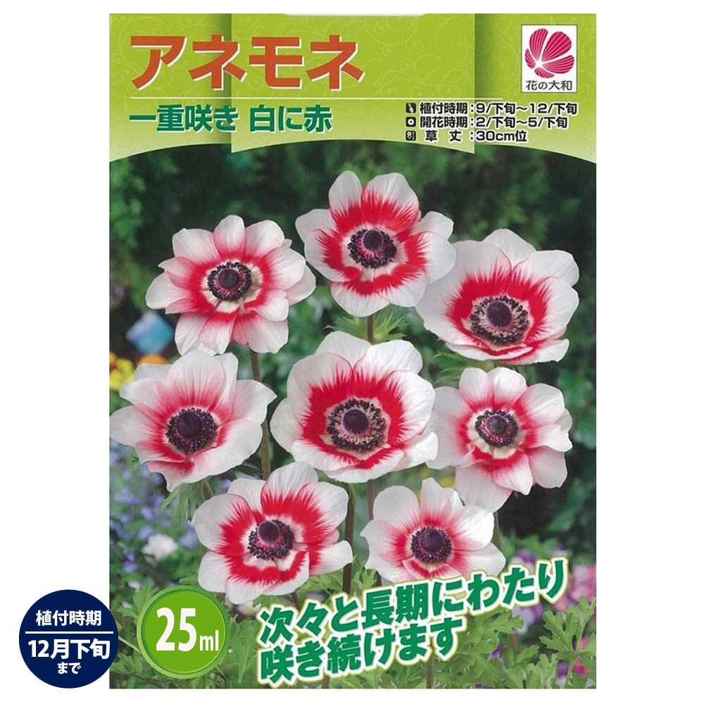 高級な アネモネ 一重咲き 白に赤 35ｍｌ 球根 植え付け時期12月下旬まで 予約販売 8月頃発送予定 Toyama Nozai Co Jp