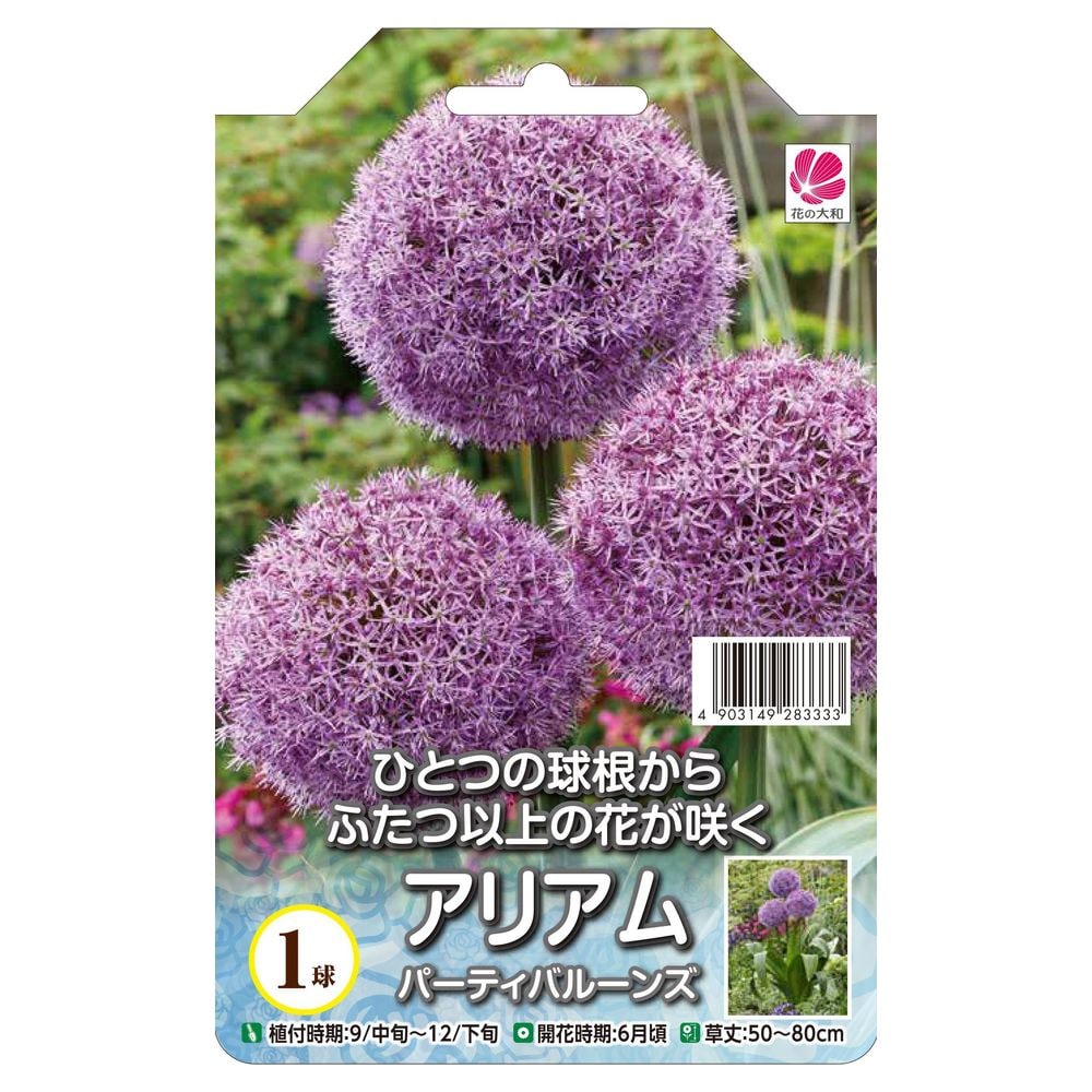 楽天市場】【球根】 アリアム 丹頂 【12球入】 （植え付け時期12月下旬まで） 【予約販売】9月下旬以降発送予定。 : 苗木部 ｂｙ  花ひろばオンライン