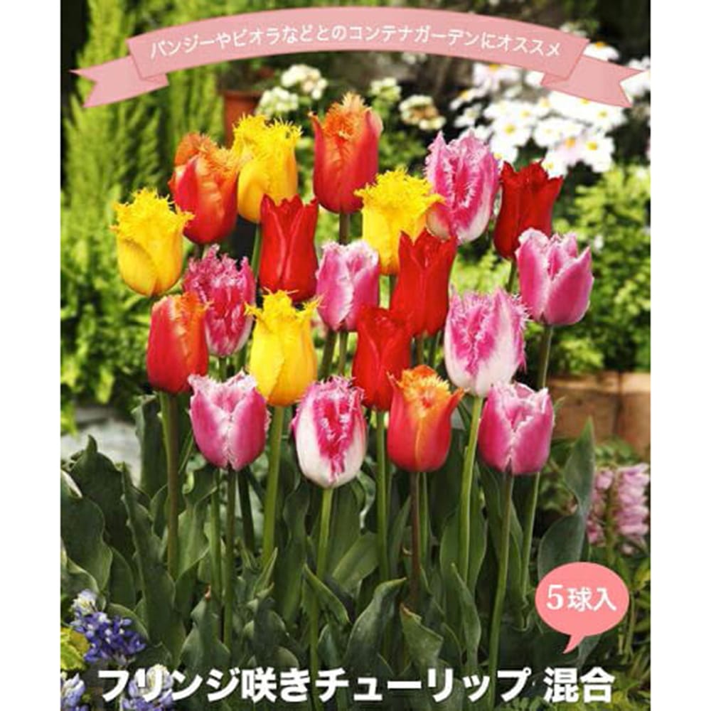 チューリップ fTlp-Hts.jpg