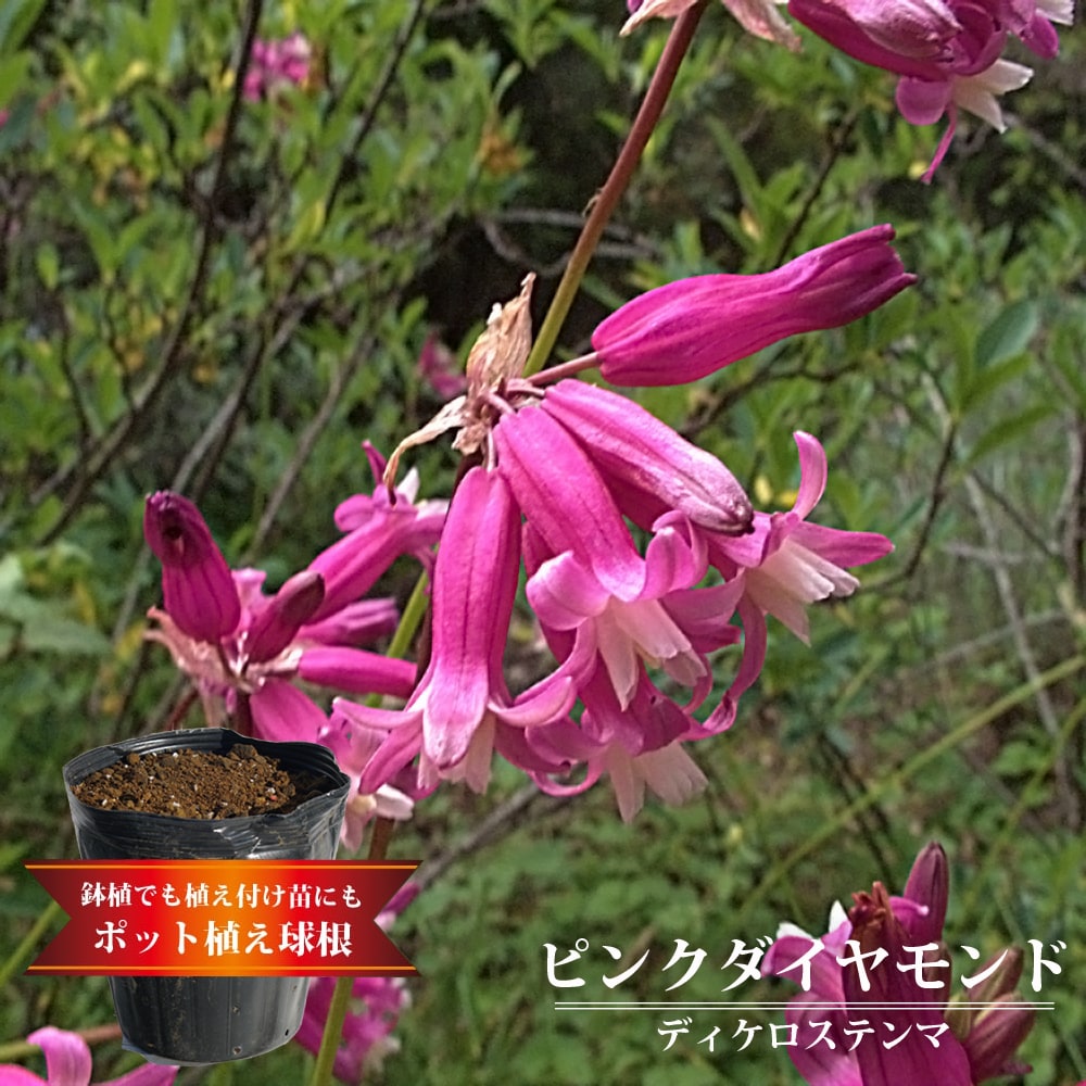 楽天市場 ディケロステンマ ピンクダイヤモンド 5球植え 6号ポット 苗木部 ｂｙ 花ひろばオンライン