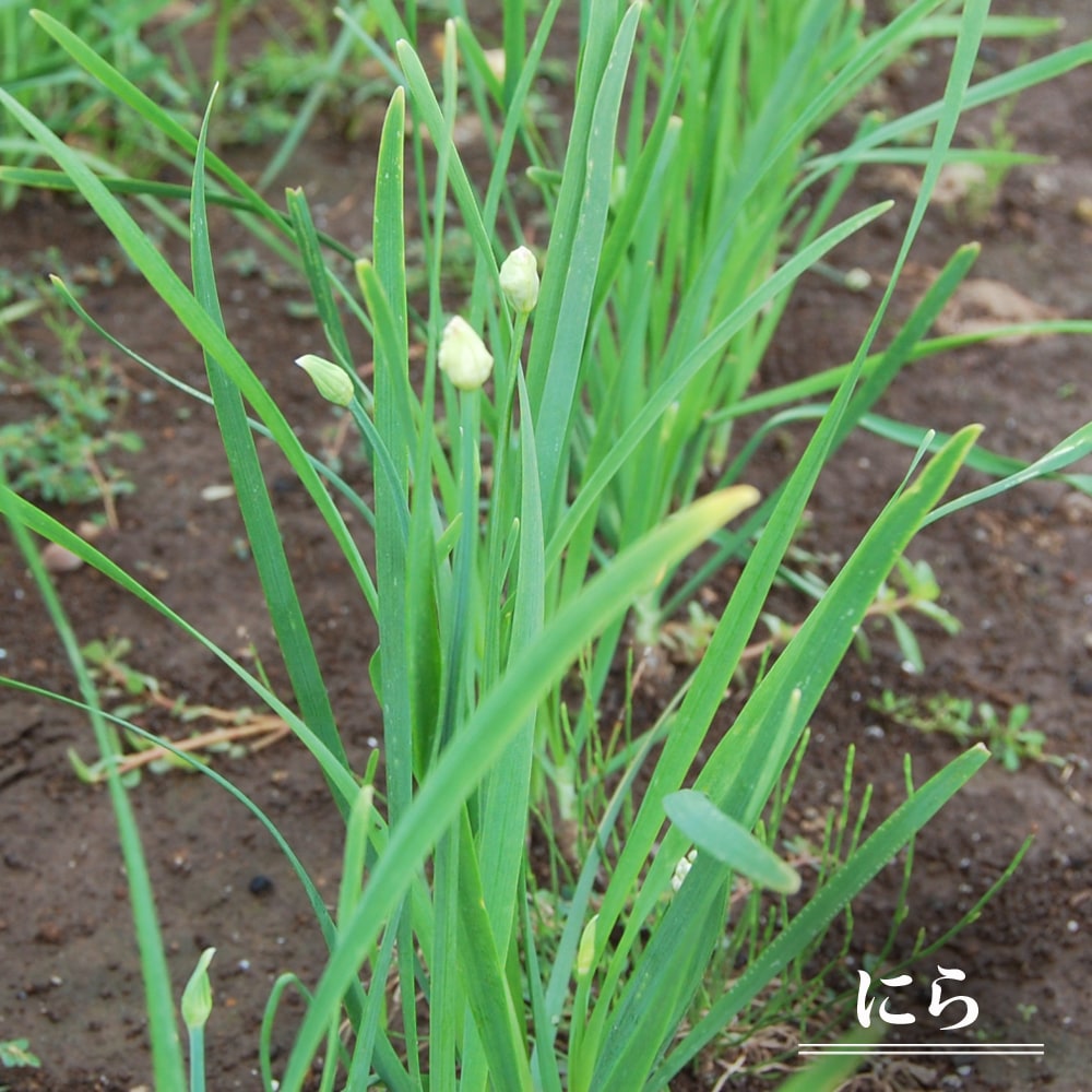 楽天市場】【にんにく】 球根 150ｇ 国産（奈良県産） （植え付け時期8月下旬〜11月上旬まで） : 苗木部 ｂｙ 花ひろばオンライン