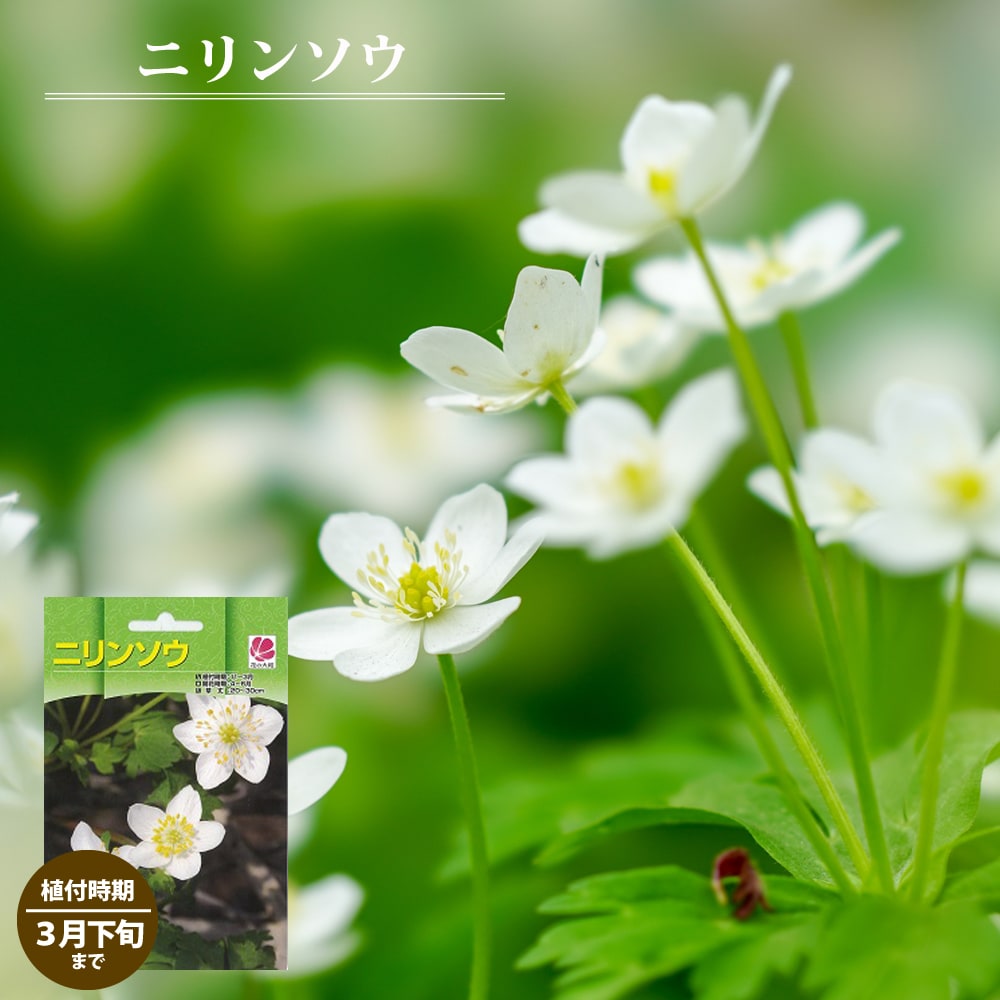 クピド　二輪草鉢植え 楽天市場】二輪草（ニリンソウ）【新苗】 : おぎはら植物園