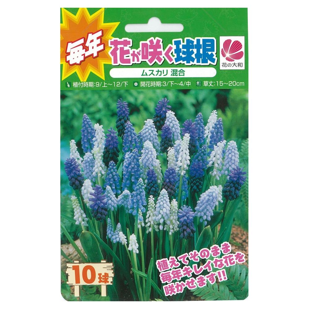 楽天市場】ムスカリ 【アルメニアカム】 球根 （10球入） （植え付け