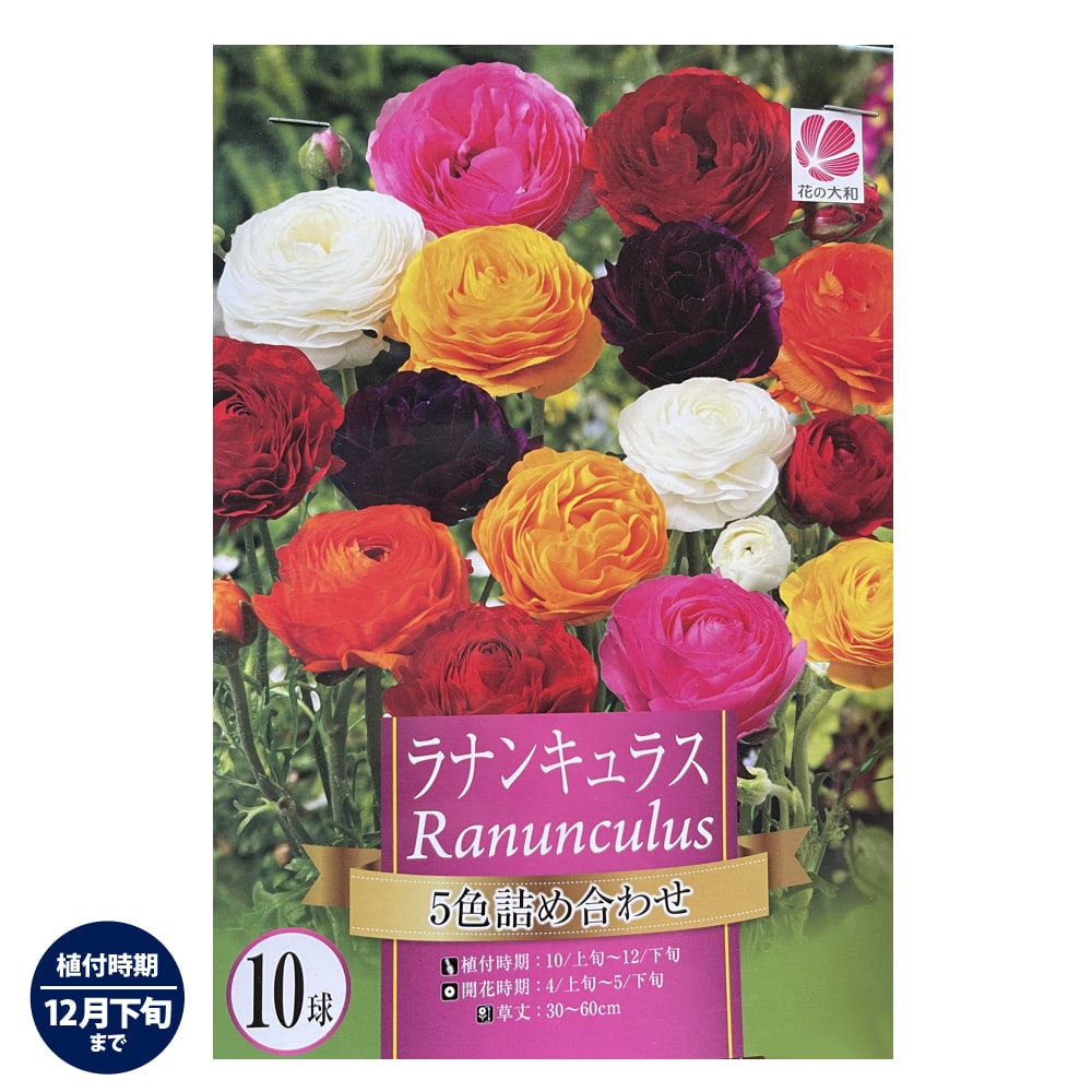 人気沸騰ブラドン ラナンキュラス 5色詰め合わせ 10球入り 球根 植え付け時期12月下旬まで 予約販売 8月頃発送予定