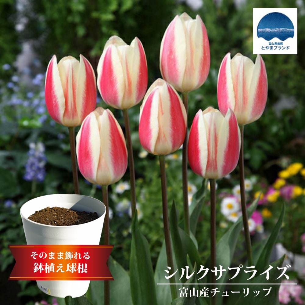 楽天市場 シルクサプライズ 富山産チューリップ 5球植え フレグラーポット21型 アイボリー 苗木部 ｂｙ 花ひろばオンライン