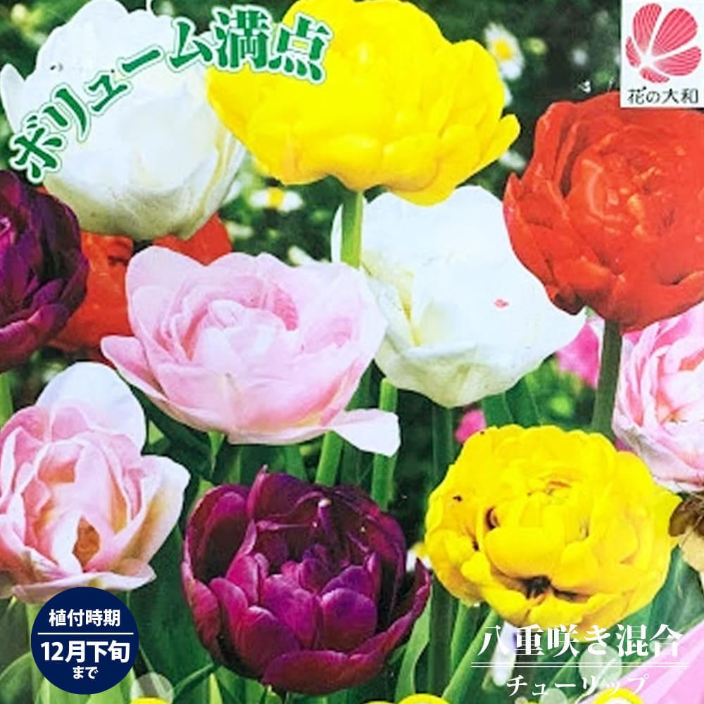 楽天市場】12月3日20時からのセール対象商品 チューリップ 球根 【ず