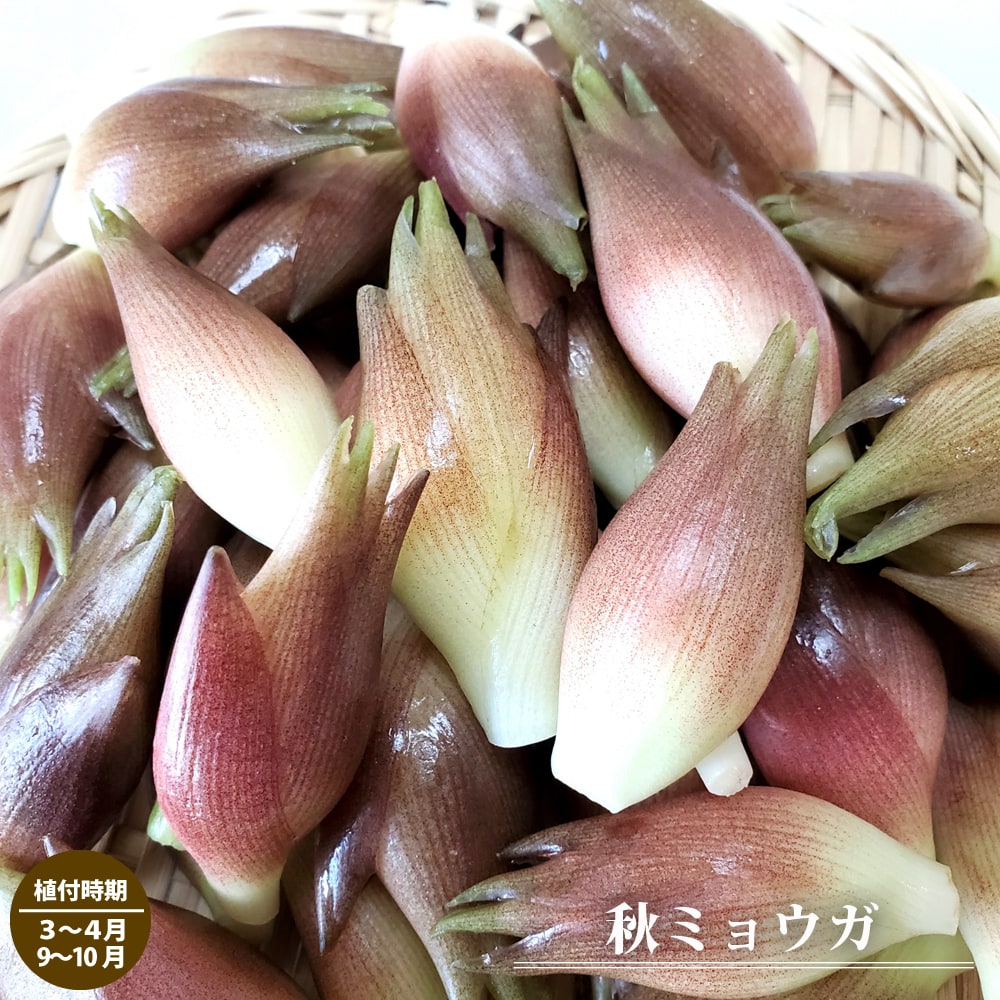楽天市場】ミョウガ(茗荷) 苗 : 千草園芸