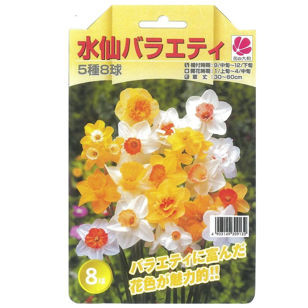 楽天市場】サギソウ 【銀河】 球根 （3球入） （植え付け時期11