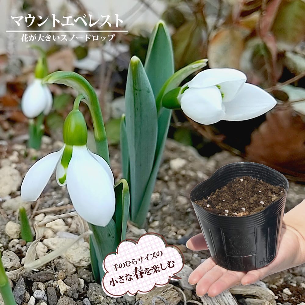 楽天市場】【球根・芽出し苗】 スノードロップ 1球植え 3号ポット苗