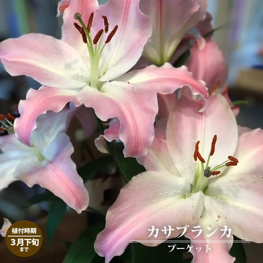 幻のゆり　ウケユリ　請百合　山野草　ガーデニング　観葉植物　カサブランカ　球根 オンライン ショッピングフラワー・ガーデニング - 幻のゆり