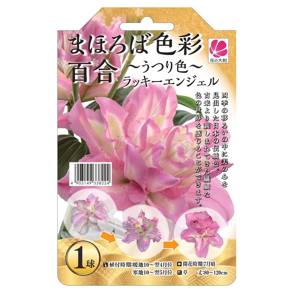 百合 球根 カサブランカ 球根白５　ピンク5 カラー球根９個 楽天市場】ピンクのカサブランカ 【プーケット】 球根 （1球入