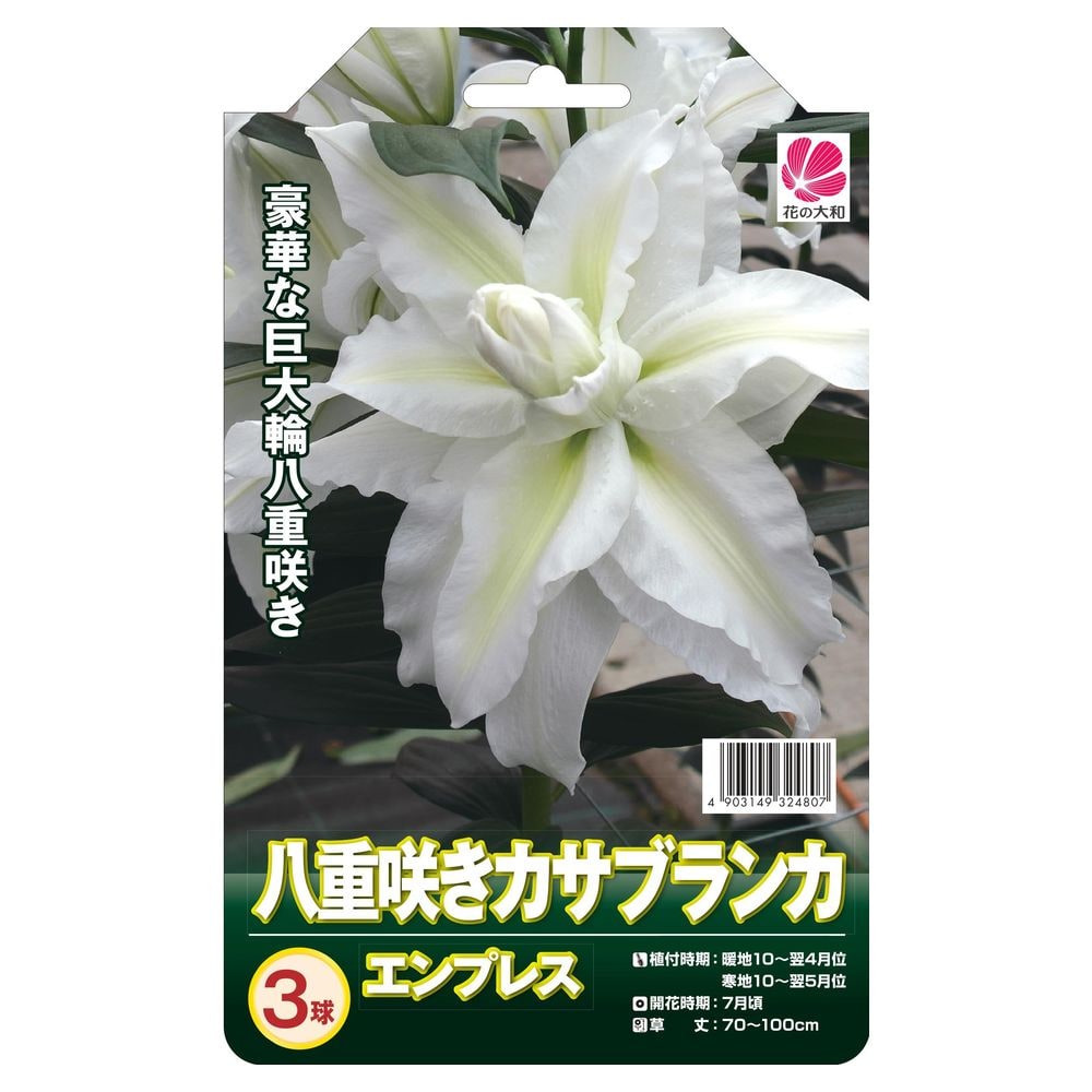 楽天市場】【八重咲きカサブランカ】 球根 (3球入) 【予約販売】10月