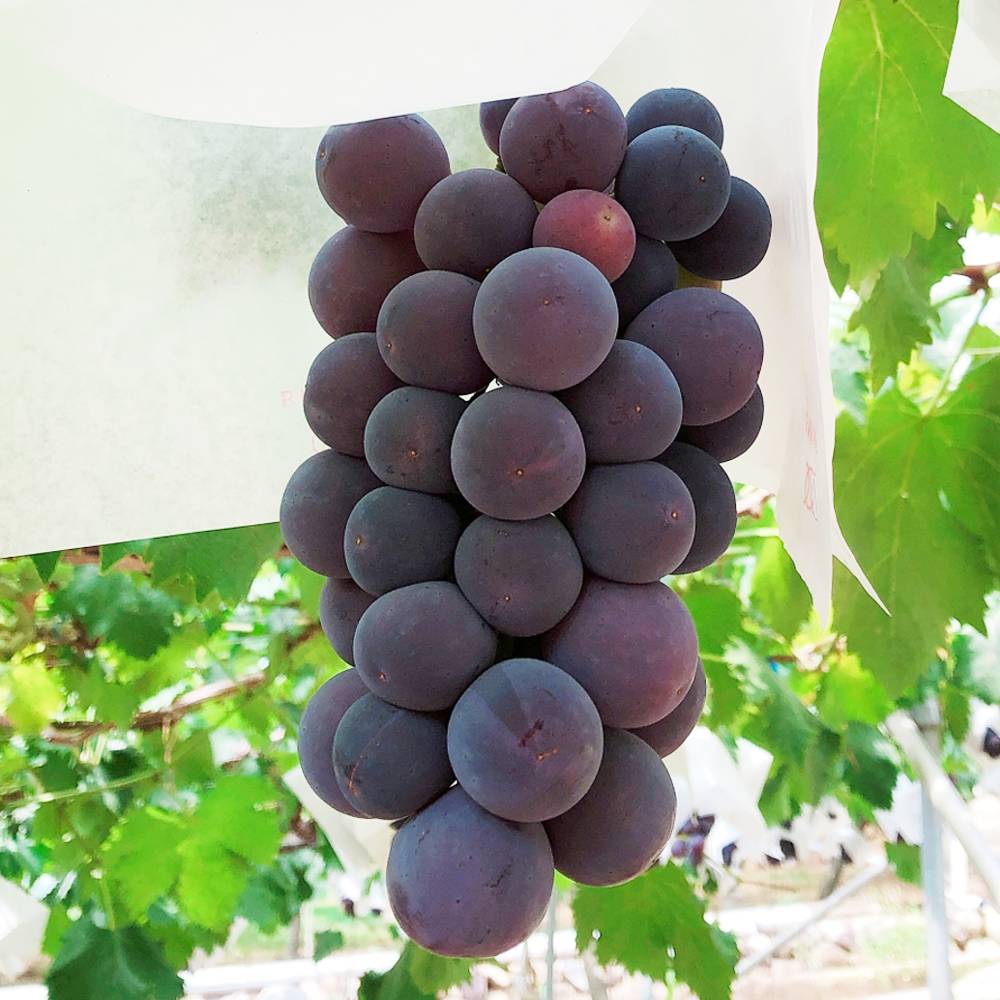 楽天市場 ピオーネ 黒ぶどう 1年生接木苗 ウィルスフリー 苗木部 ｂｙ 花ひろばオンライン