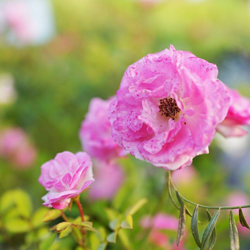 楽天市場 バラ苗 ピンクサマースノー 春かすみ 大苗 つるバラ トゲが少ない 強健 ピンク 薔薇 バラ苗木 Np 予約販売12 翌1月頃入荷予定 苗木部 ｂｙ 花ひろばオンライン