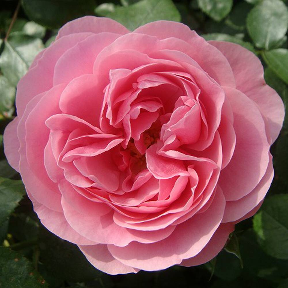 バラ苗 レオナルドダビンチ 長尺苗 つるバラ ピンク バラ 苗 つるばら 薔薇 大型宅配便 沖縄 離島不可 予約販売9 10月頃入荷予定 Movilesgarcia Com