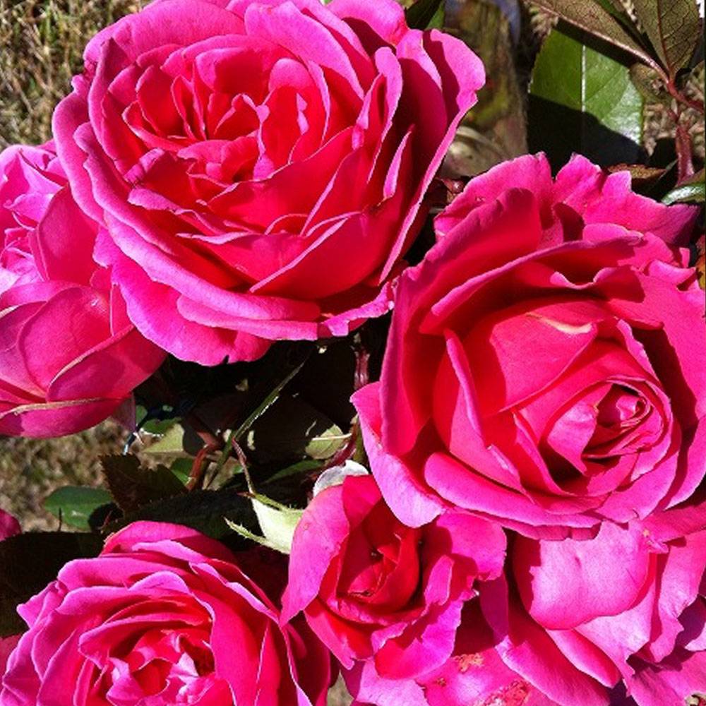 楽天市場 バラ苗 ジェネラシオンジャルダン 大苗 デルバール Del 四季咲き ピンク 強健 バラ 苗 薔薇 バラ苗木 苗木部 ｂｙ 花ひろばオンライン