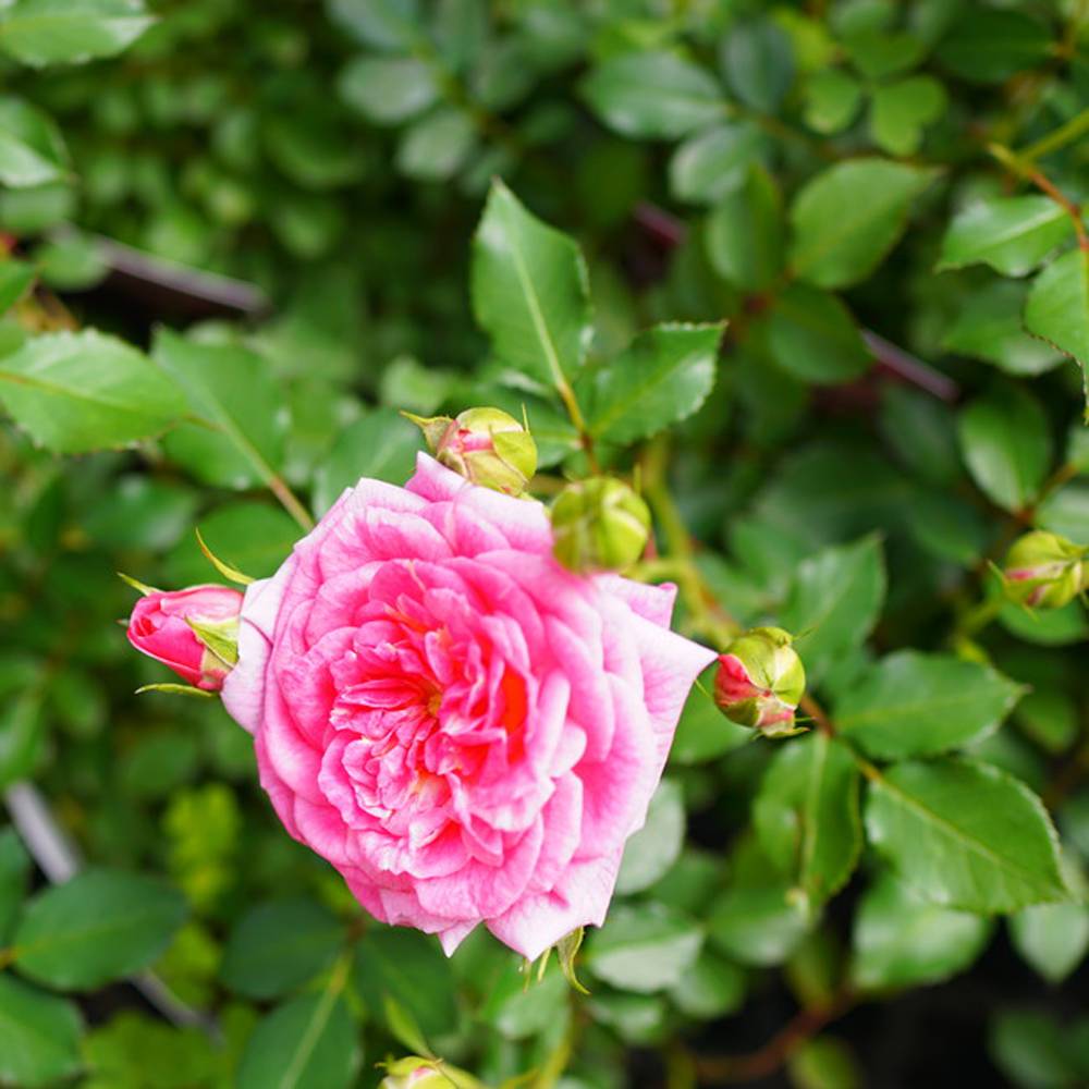 楽天市場 バラ苗 ドリフトローズ スウィートドリフト 4号ポット苗 修景バラ 四季咲き グランドカバー 苗木部 ｂｙ 花ひろばオンライン