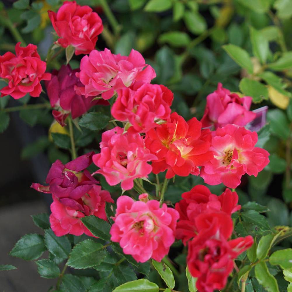 楽天市場 バラ苗 ドリフトローズ レッドドリフト 4号ポット苗 修景バラ 四季咲き グランドカバー 苗木部 ｂｙ 花ひろばオンライン