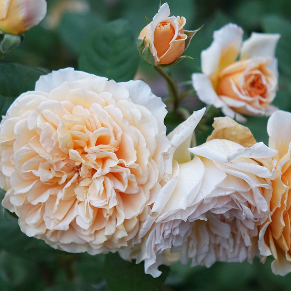 楽天市場 バラ苗 クラウンプリンセスマルガリータ Er 大輪 イングリッシュローズ 6号ポット 大苗 強健 予約販売12 翌1月頃入荷予定 苗木部 ｂｙ 花ひろばオンライン