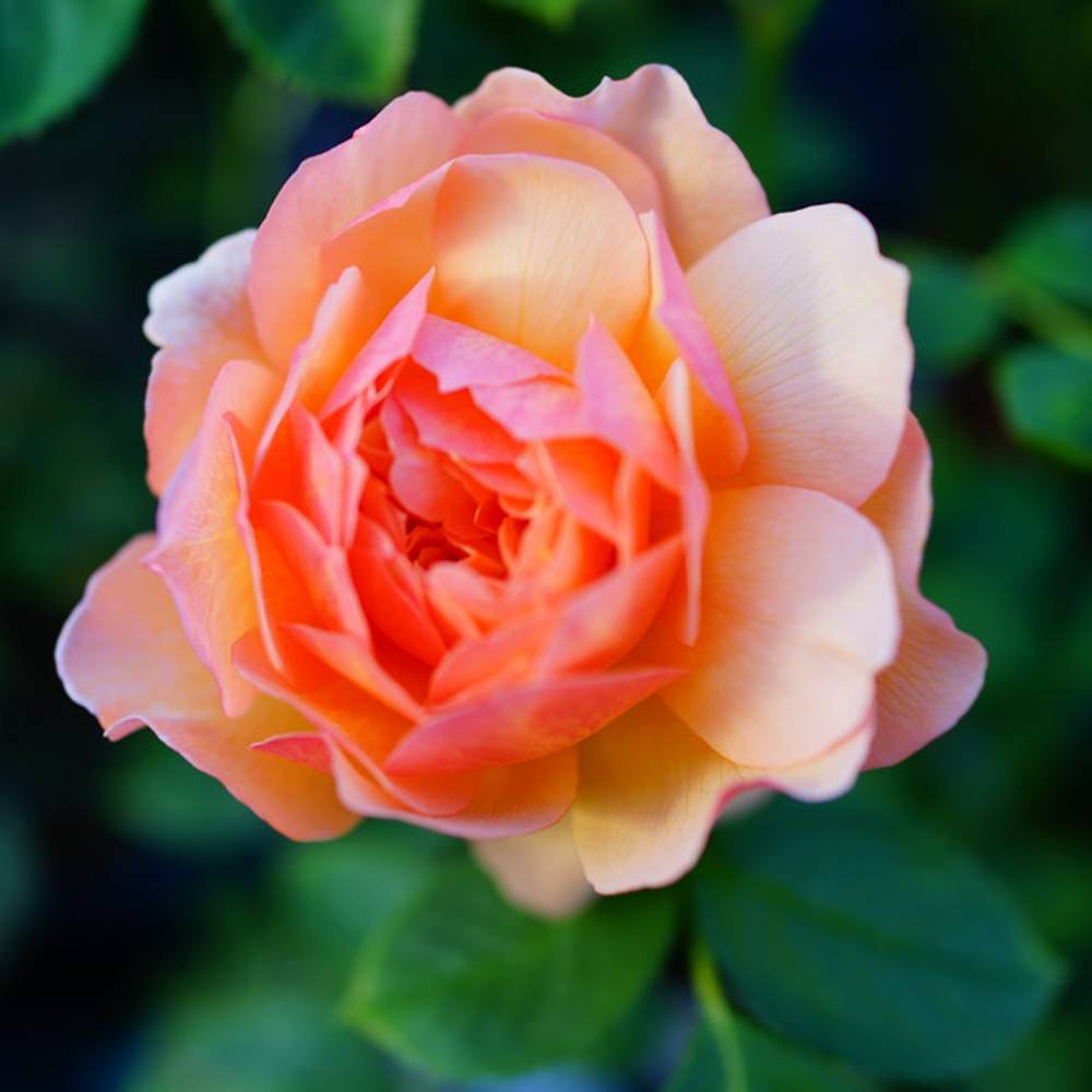 楽天市場 バラ苗 グレイス Er 大輪 イングリッシュローズ 6号ポット 大苗 四季咲き 強健 苗木部 ｂｙ 花ひろばオンライン