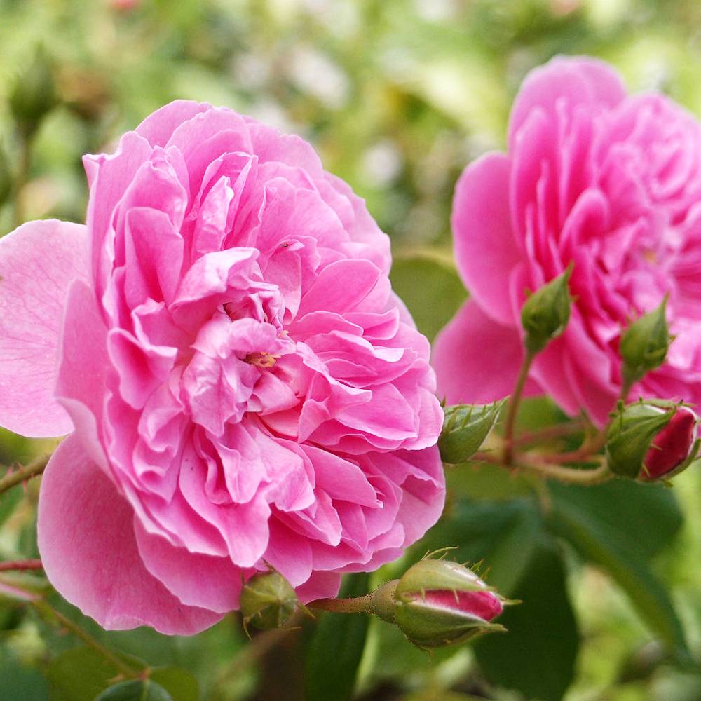 楽天市場 バラ苗 ハーロウカー 大苗 イングリッシュローズ Er 四季咲き強健 苗木部 ｂｙ 花ひろばオンライン