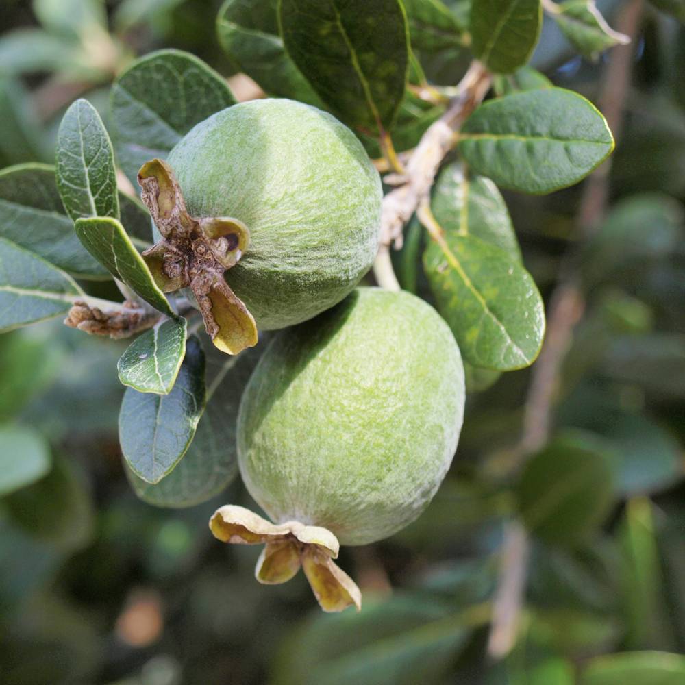 楽天市場 ジャンボマンモス フェイジョア 1年生 接木苗 苗木部 ｂｙ 花ひろばオンライン