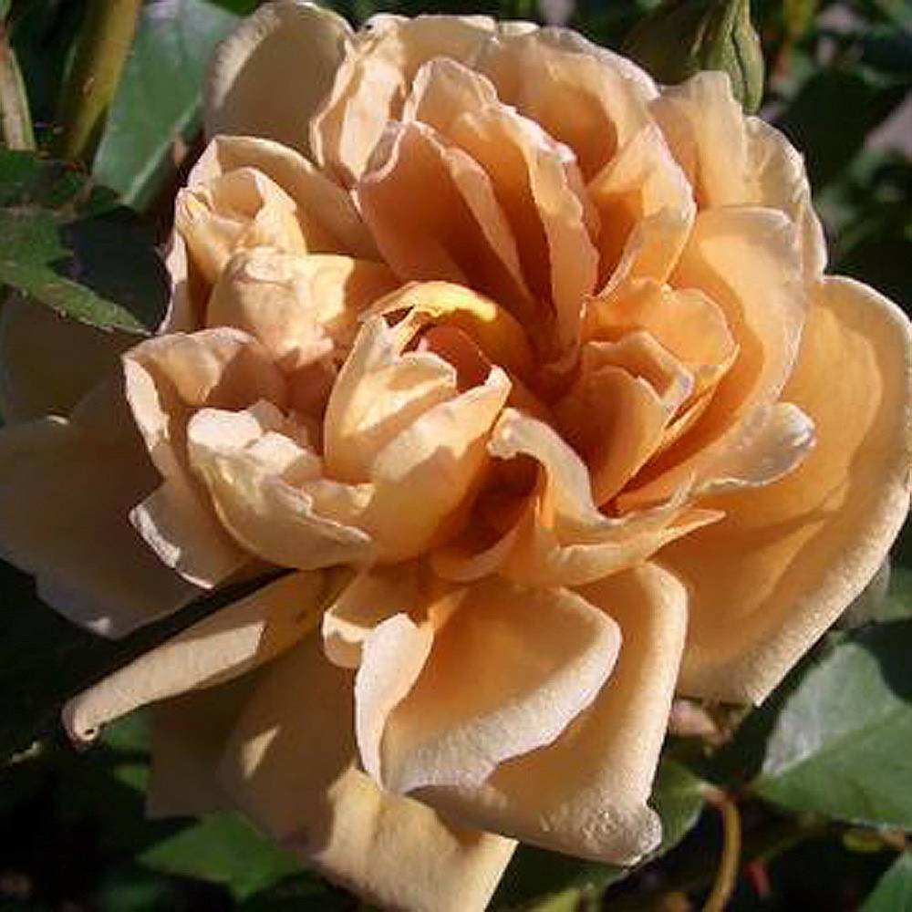レア　バラ　バラ苗　カフェ〇〇　四季咲き　薔薇　花苗　花 レア バラ バラ苗 カフェ〇〇 四季咲き 薔薇 花苗 花 - メルカリ