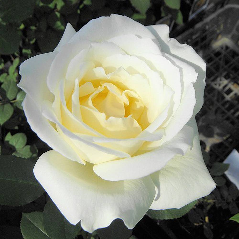 楽天市場 バラ苗 ホワイトクリスマス 大苗 木立バラ 四季咲き 白色 強香 予約販売12 翌1月頃入荷予定 苗木部 ｂｙ 花ひろばオンライン