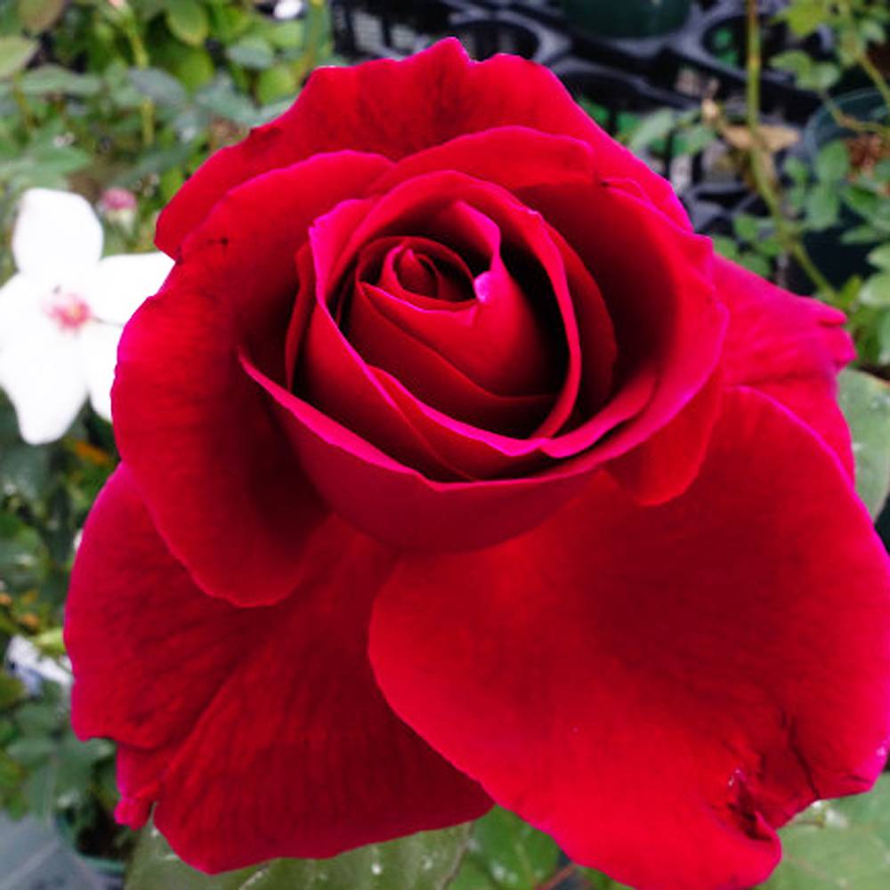 楽天市場 バラ苗 ミスターリンカーン 国産苗 大苗 6号ポット 四季咲き 赤色 強香 強健 バラ 苗 薔薇 Np 苗木部 ｂｙ 花ひろばオンライン