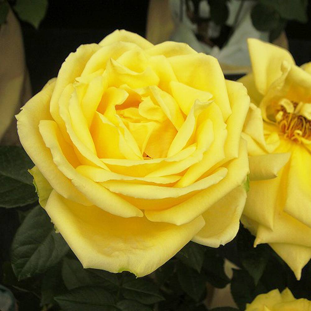 四季咲きバラ苗 2年生大苗