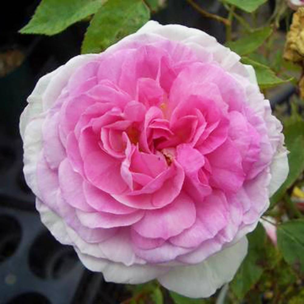 独特の上品 薔薇挿木苗 フルーツ香 希少 植物 観葉植物 Buyonlinepc Com