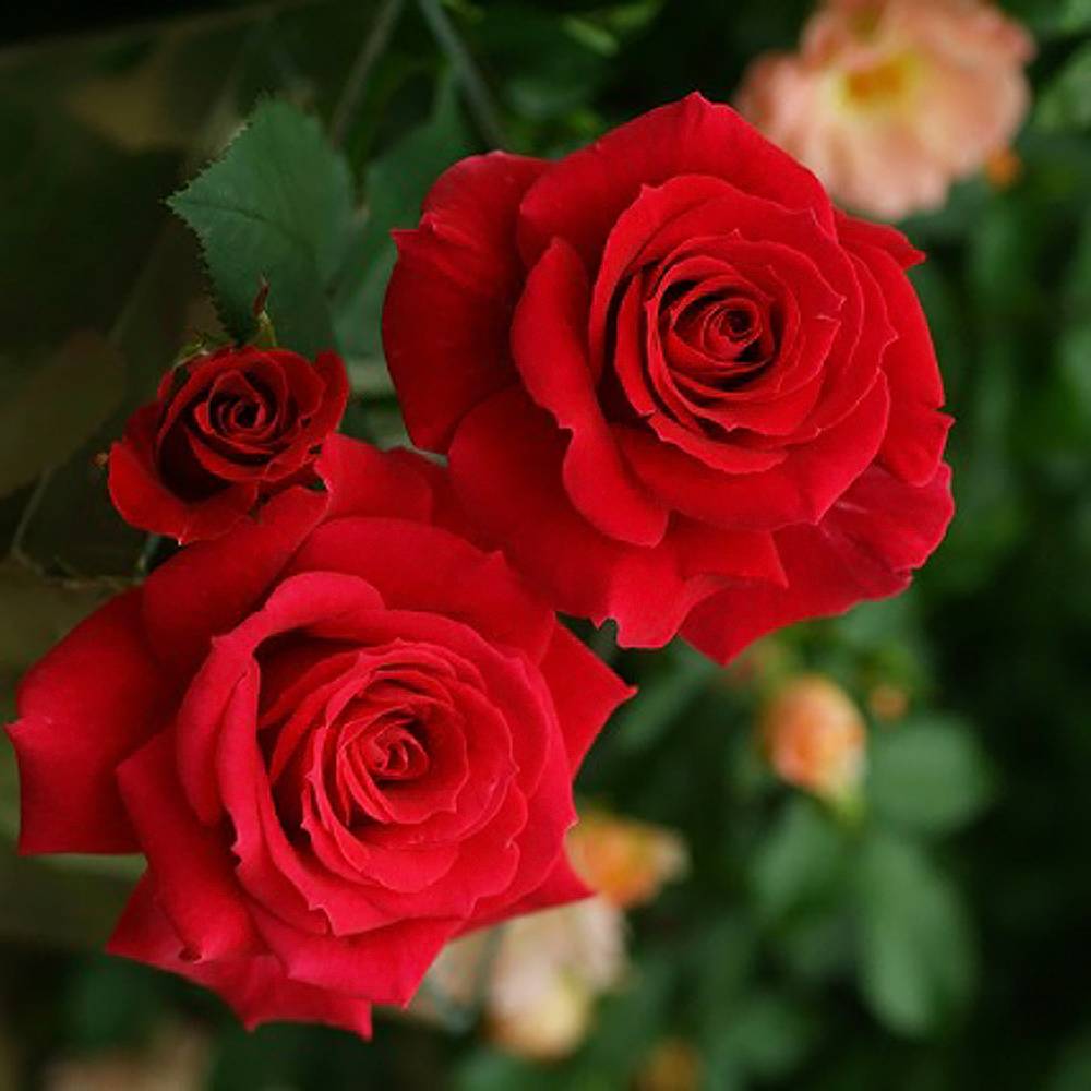フランクリースカーレット 木立バラ 四季咲き 赤色 バラ 苗 薔薇