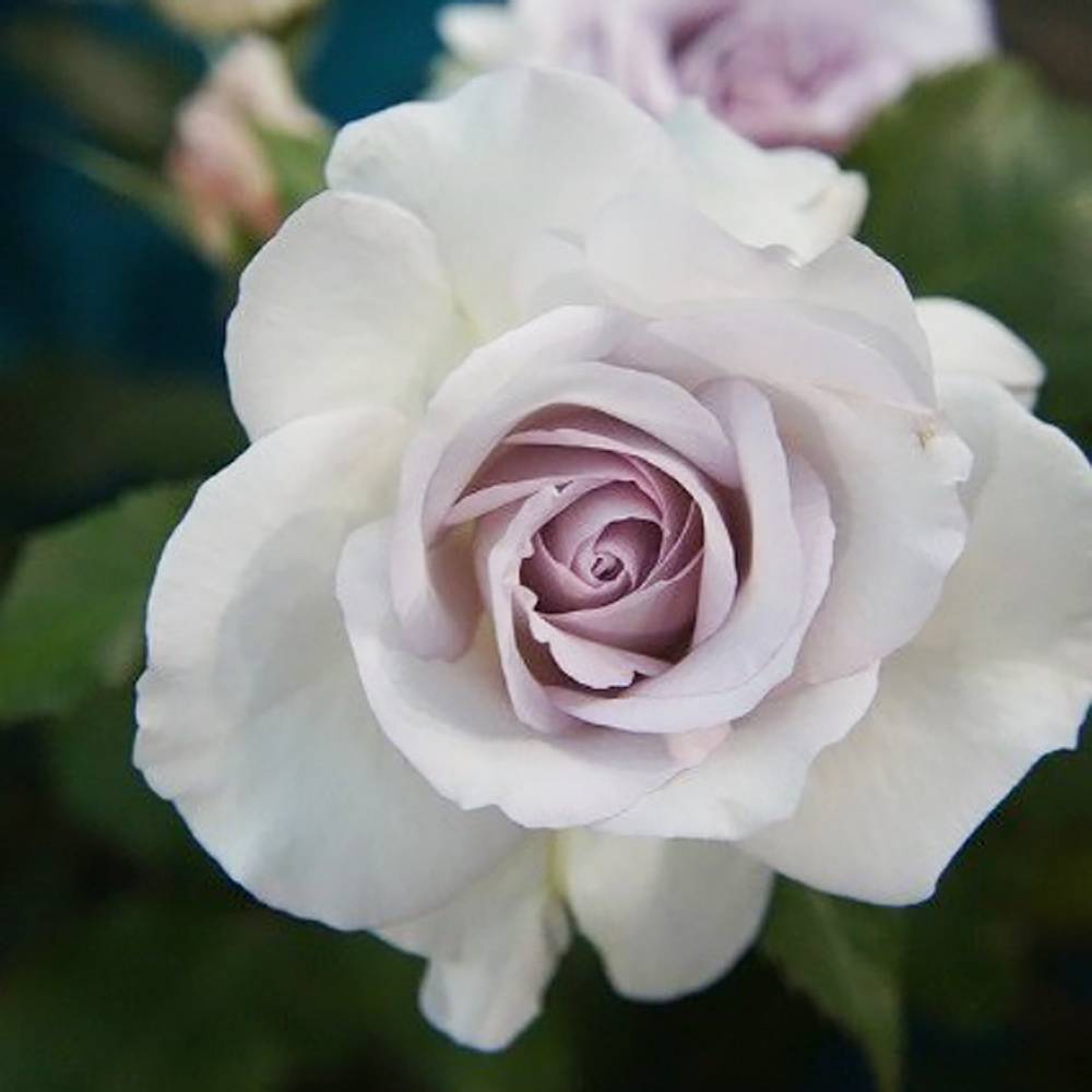 楽天市場 四季咲きバラ苗 ライラックビューティー 2年生大苗 予約販売12 翌1月頃入荷予定 苗木部 ｂｙ 花ひろばオンライン