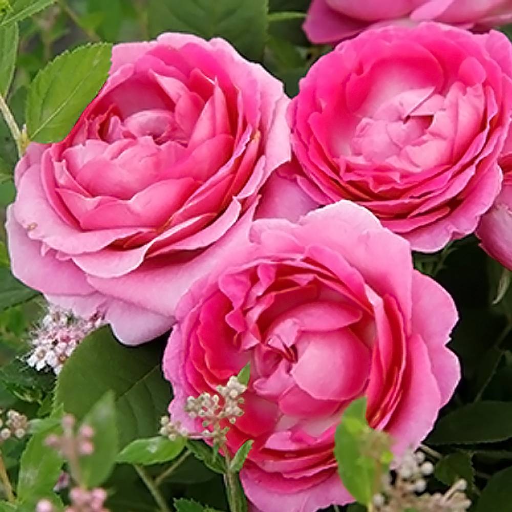 絶対的存在へ 手放せない極上 りんりん母さん様確認用 バラ苗 ガブリエル マゼンタ 宅送 Smartcpns Com