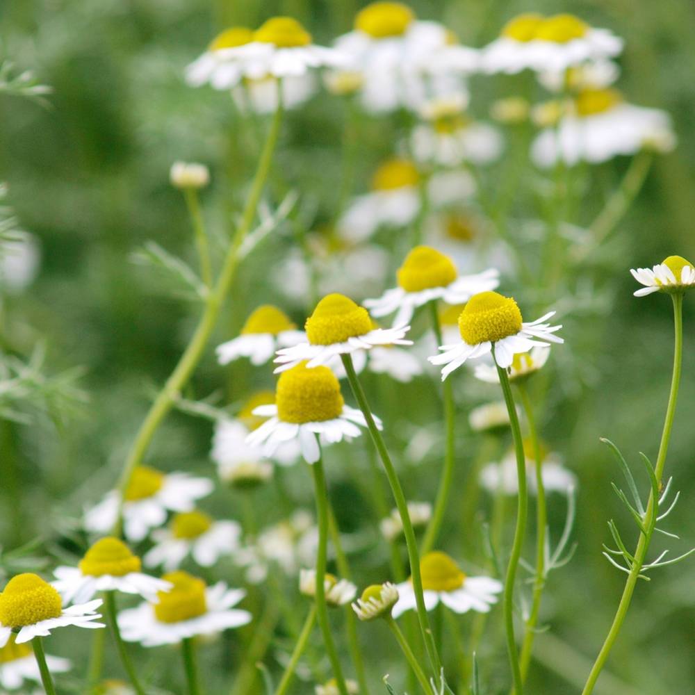 楽天市場 ハーブ 苗 ローマンカモミール 3号ポット苗 苗木部 ｂｙ 花ひろばオンライン