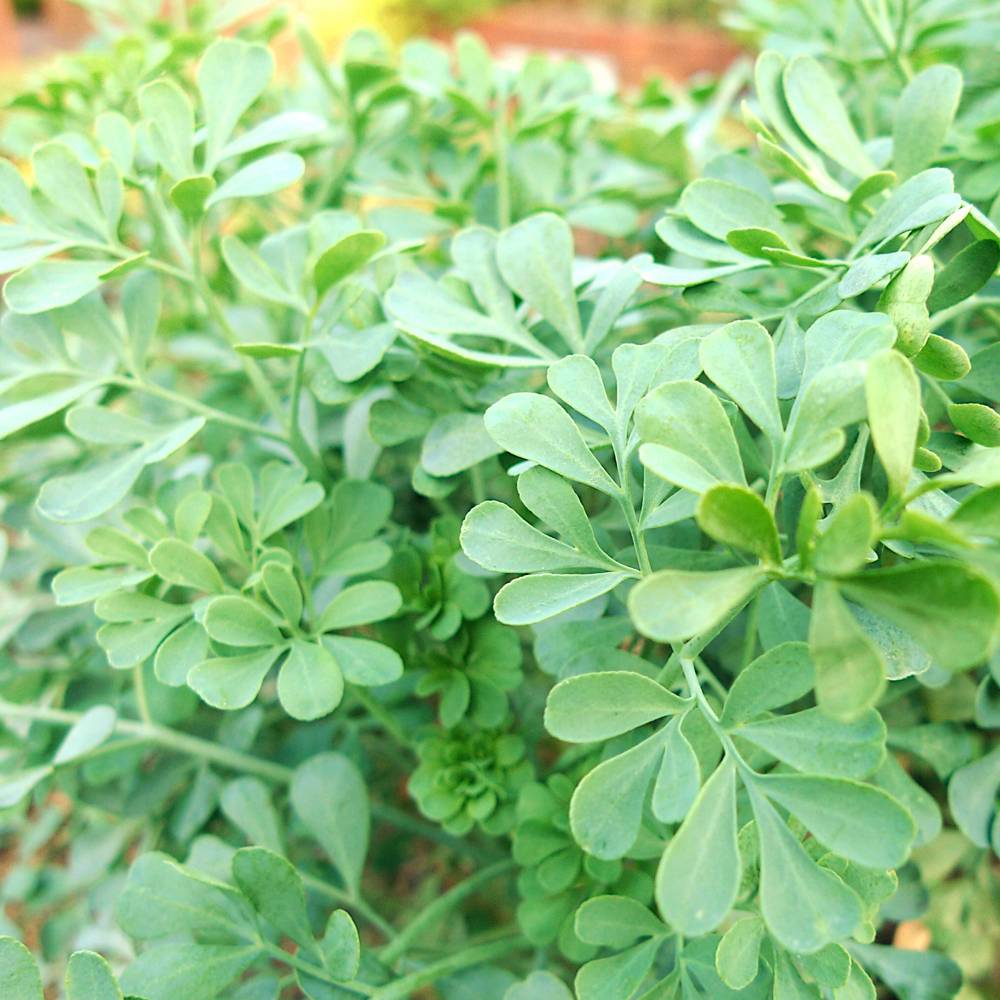 楽天市場 ハーブ 苗 ルー 3号ポット苗 苗木部 ｂｙ 花ひろばオンライン