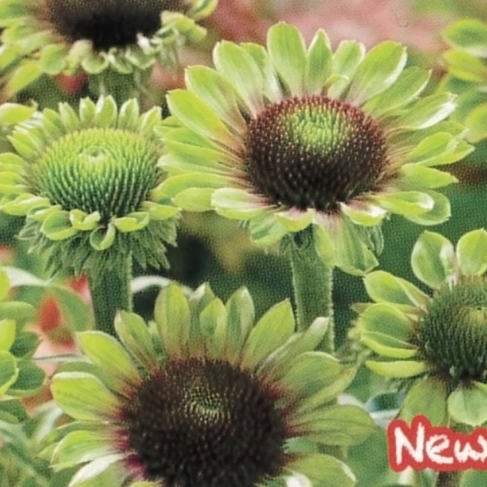 エキナセア 花がら