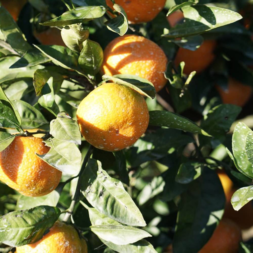 楽天市場 日南1号 にちなん 温州みかん 2年生接ぎ木苗木 苗木部 ｂｙ 花ひろばオンライン