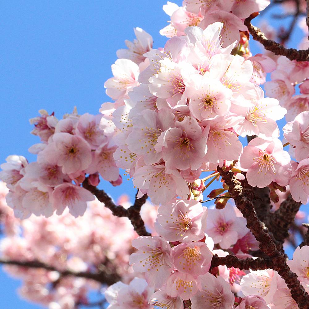 楽天市場 さくら 熱海桜 1年生 接ぎ木 苗 苗木部 ｂｙ 花ひろばオンライン