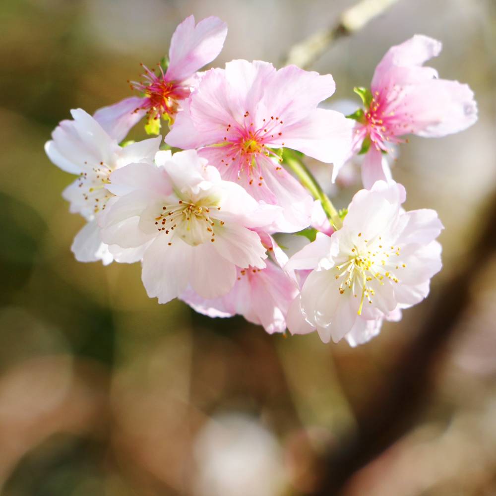 楽天市場 二季咲き さくら 十月桜 1年生 接ぎ木 苗 苗木部 ｂｙ 花ひろばオンライン