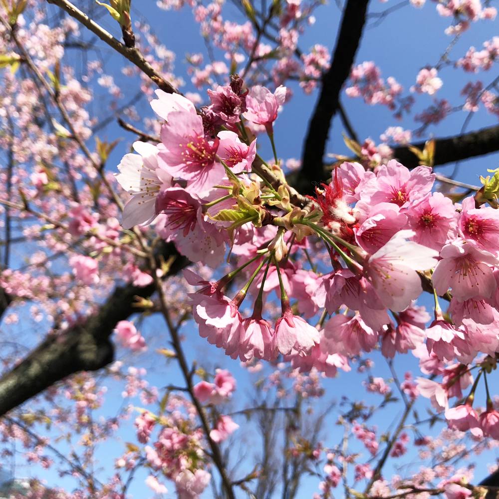 楽天市場 さくら 江戸彼岸桜 えどひがん 1年生接木苗 苗木部 ｂｙ 花ひろばオンライン