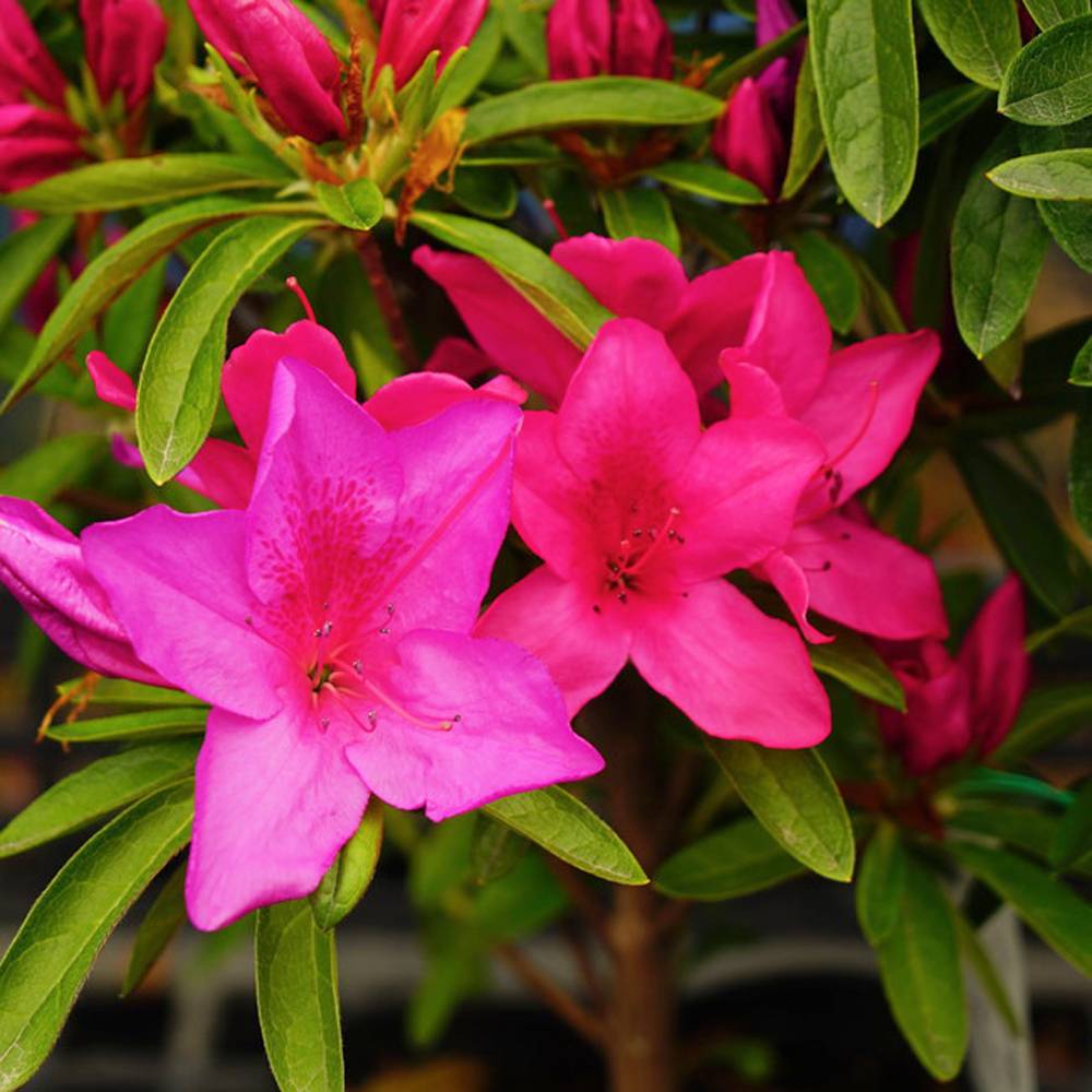 何でも揃う の店長が一番好きな花色 庭木 4号ポット 花の苗物 常緑樹 ヒラドツツジ 平戸つつじ 苗木 グランドカバー 低木 ヒラドツツジ 平戸 つつじ 苗木 12本セット 送料無料 赤 4号ポット 予約販売9月末 10月頃入荷 発送予定 当店一番人気人気
