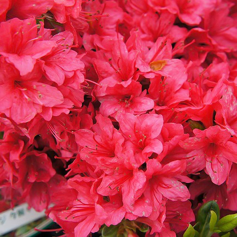 クルメツツジ 久留米つつじ 苗木 今猩々 イマショウジョウ 4号ポット 予約販売9月末 10月頃入荷 発送予定 苗木部 ｂｙ 花ひろばオンライン