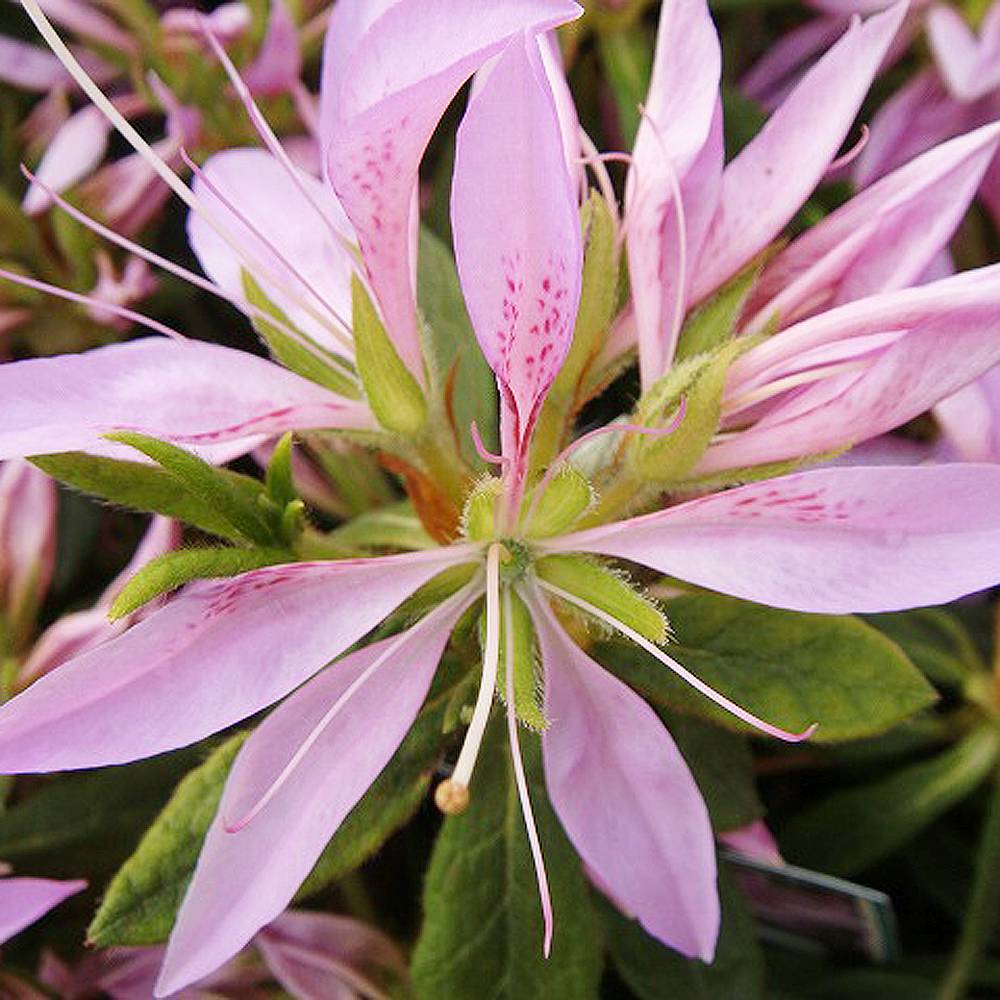 楽天市場 ツツジ 花車 4号ポット苗木 苗木部 ｂｙ 花ひろばオンライン