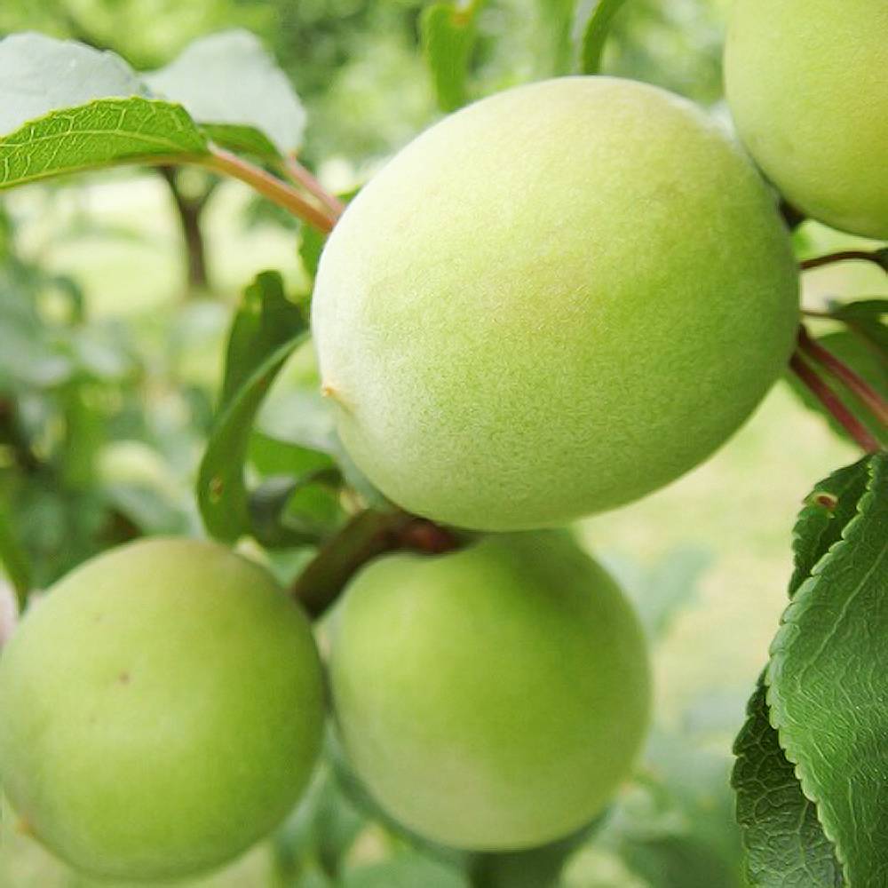 楽天市場 選抜紀州南高梅 実梅 1年生 接木苗 苗木部 ｂｙ 花ひろばオンライン