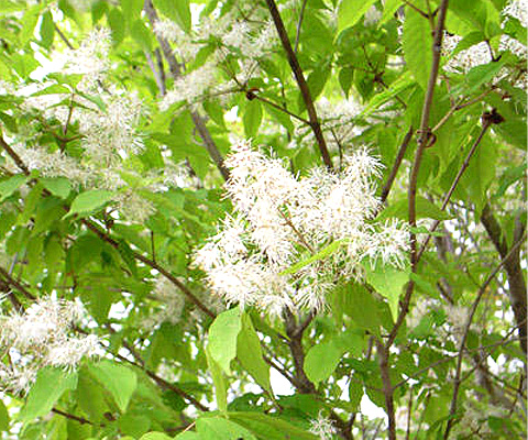 35 小さい 白い 花 木