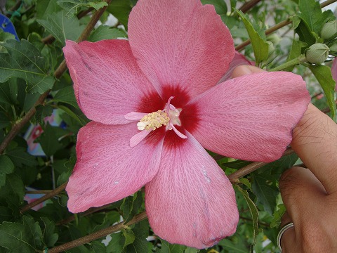 楽天市場 ムクゲ 紅一重 ポット苗 苗木部 ｂｙ 花ひろばオンライン